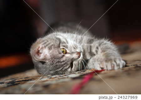 gray striped pussy playing 24327969