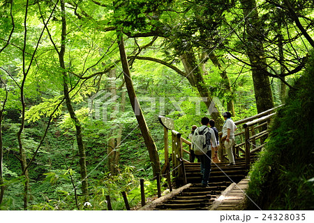 青池の展望台 24328035