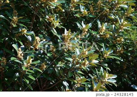 浜枇杷　ハマビワと申します。 24328145