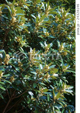 浜枇杷　ハマビワと申します。 24328146