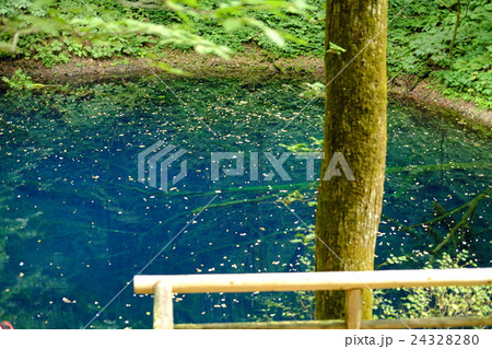 深緑の青池 24328280