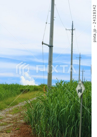 沖縄 名護 サトウキビ畑と電信柱 沖縄 名護 サトウキビ畑と電信柱 24328342