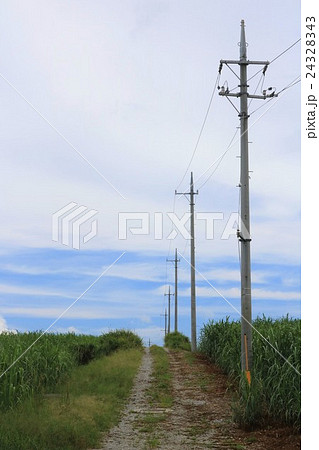 沖縄　名護　サトウキビ畑と電信柱 24328343