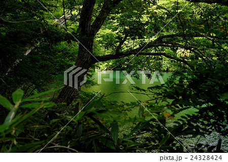 落口の池の深緑の木々と木漏れ日 24328424