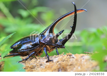 ネプチューンオオカブトムシ ネプチューンオオカブトムシ 24328550
