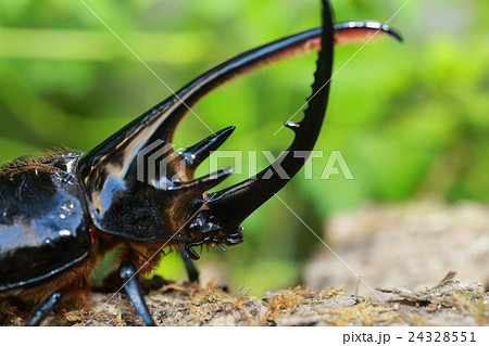 ネプチューンオオカブトムシ 24328551