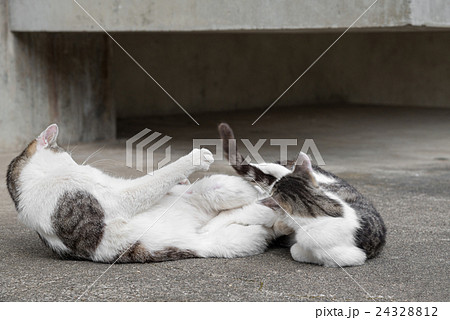 Wrestling match between chubby cats. 24328812