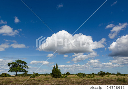 Summer landscape Summer landscape 24328911