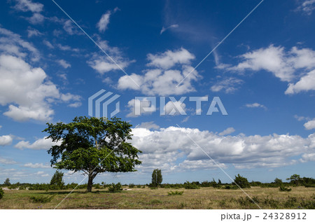 Lone tree in a great grassland Lone tree in a great grassland 24328912