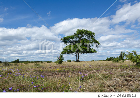 Plain grassland summer view Plain grassland summer view 24328913
