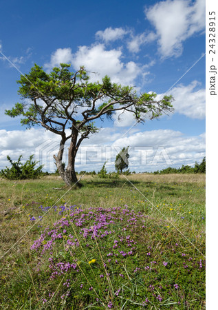 Summer by an old windblown pine tree 24328915