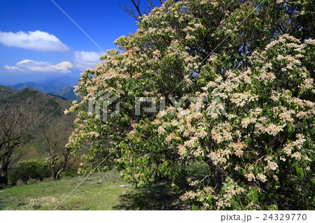 丹沢・鍋割山のアシビの花と富士山 24329770