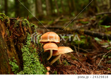 アカツムタケ_20160823 24329818