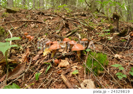 ハナイグチ_20130907 24329819