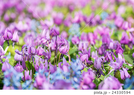 カタクリ群生 24330594