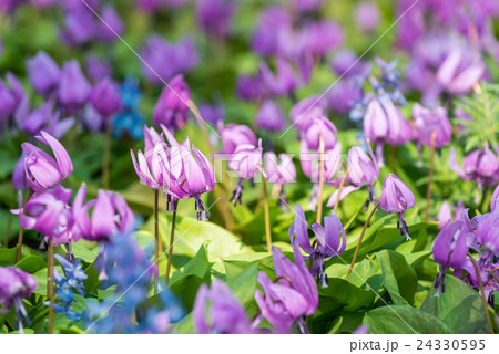 カタクリ群生 24330595