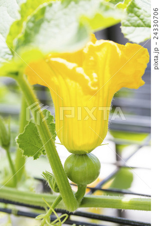 かぼちゃの花と幼果の写真素材