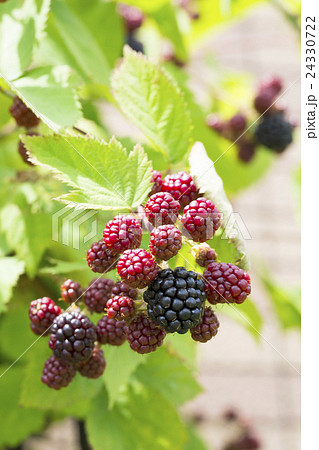 収穫前のブラックベリーの写真素材