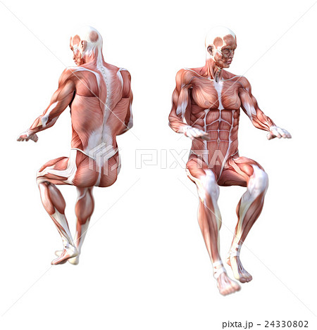 男性 筋肉標本 人体標本 Perming3dcg イラスト素材のイラスト素材