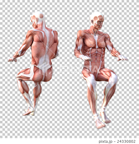 男性肌肉標本人體標本perming3DCG插圖素材 男性肌肉標本人體標本perming3DCG插圖素材 24330802