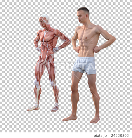 Male muscle specimen Human body specimen... - Stock Illustration ...