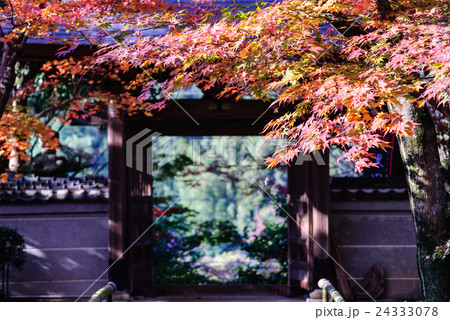寺　紅葉 24333078