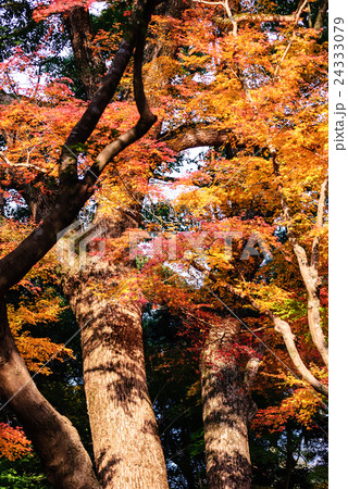竈門神社　紅葉 24333079
