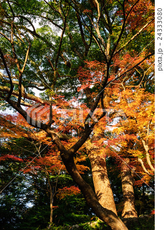 竈門神社 紅葉 竈門神社 紅葉 24333080