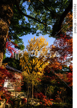 竈門神社 紅葉 竈門神社 紅葉 24333082