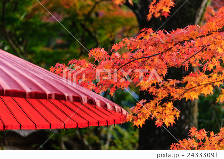 竈門神社　紅葉 24333091