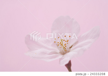 さくら一輪の写真素材