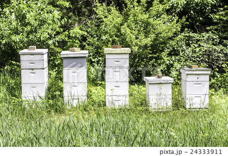 ミツバチの巣箱 24333911