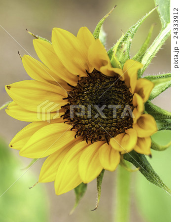 ヒマワリの花 24333912