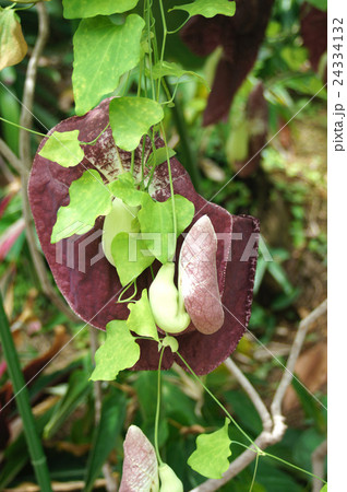 アリストロキア・ギガンティア 24334132