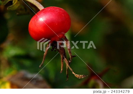 自然 植物 ハマナス 果実 ローズヒップ です お茶 お酒 ジャム オイル サプリ等々に利用されますの写真素材