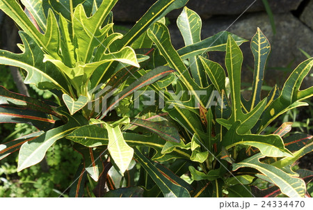 観葉植物　03 24334470