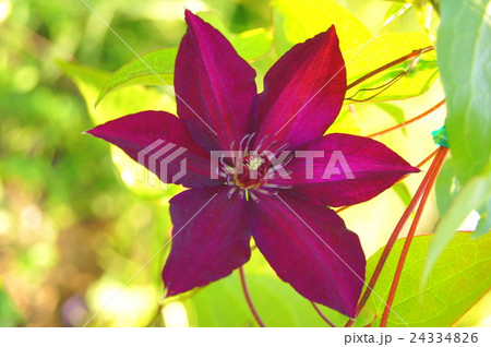 赤紫のクレマチス（ウェスタプランテ） 24334826
