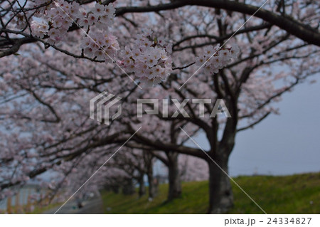 桜並木 桜並木 24334827