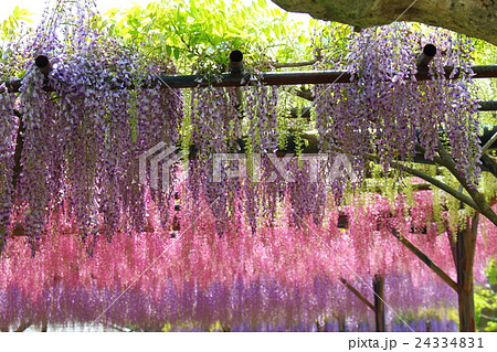 美しき藤の花 その16  :  花と植物が織りなす色紙 その154 美しき藤の花 その16  :  花と植物が織りなす色紙 その154 24334831