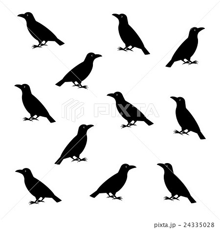 カラス 24335028