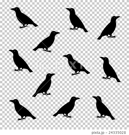 カラス 24335028