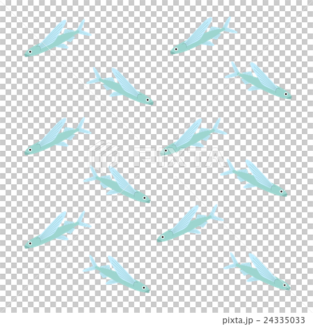 トビウオ 24335033