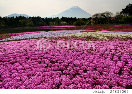 富士山と芝桜 24335065
