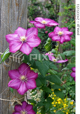 ククレマチス ジャックマニー系 ビルドリヨン の写真素材