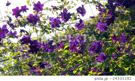 16 9 クレマチス ジャックマニー系 ビオラ の写真素材