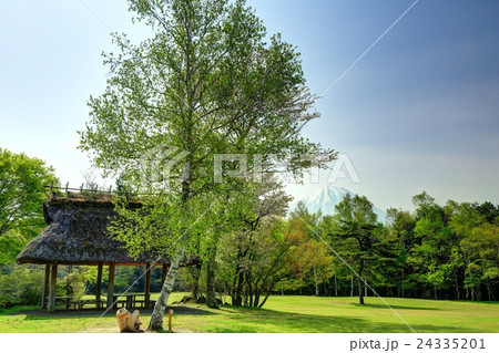 西湖野鳥の森公園からの富士山 24335201