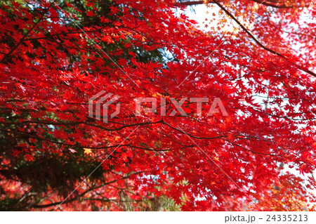 法華山の秋 24335213