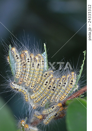 山茶花の葉を食べるチャドクガの幼虫 24335312