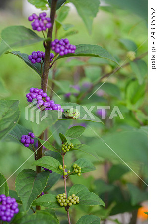 アマガエルとムラサキシキブ 24335552