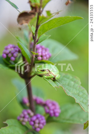 アマガエルとムラサキシキブ 24335555